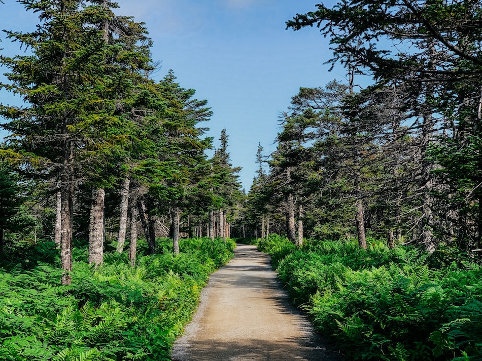 The groomed trail that you can hike along on the Skyline Trail.