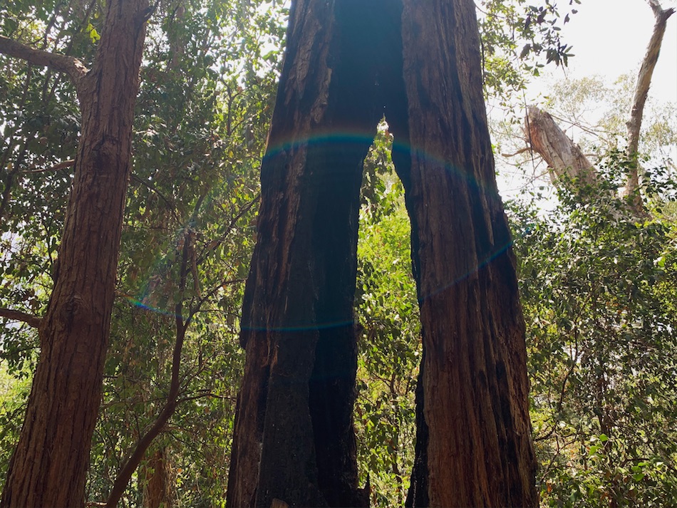 Photo of eucalyptus trees on the Scenic Walkway Trail.