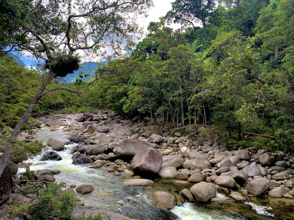 The Mossman River that was along certain areas of the Mossman Gorge trails. 