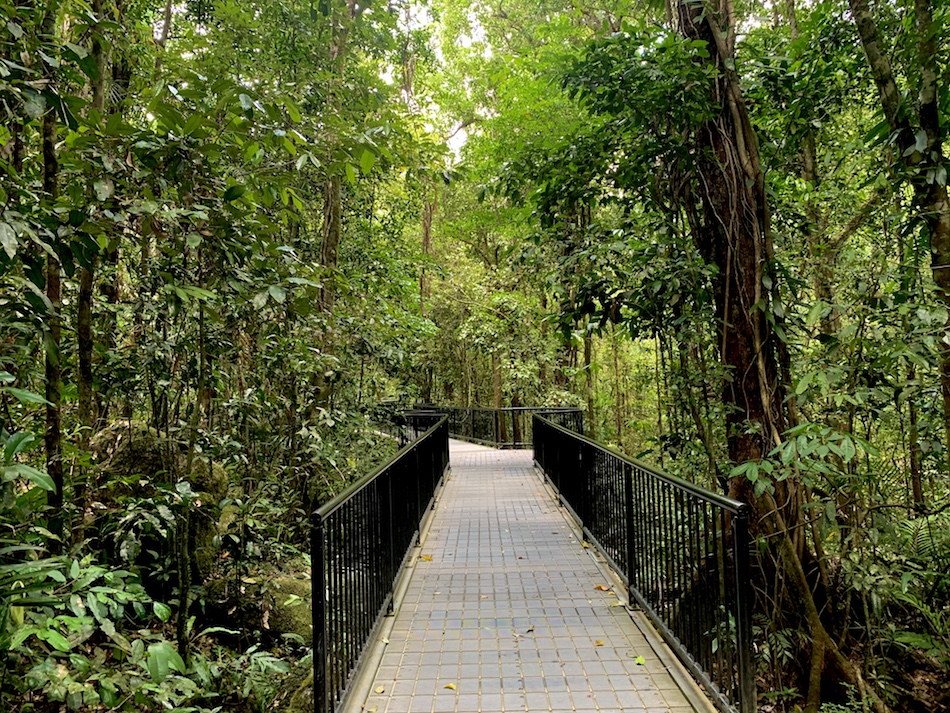 The groomed trail boardwalk on the Mossman Gorge trails. 
