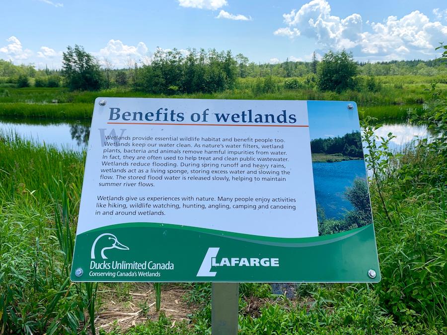 Interpretive signs explaining the benefits of wetlands.