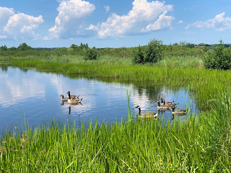 A family of ducks in the wetlands. 