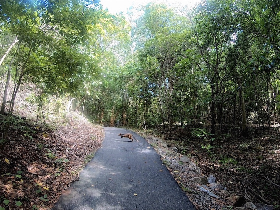 A dwarf wallaby hopping across the Arrows hiking trail. 