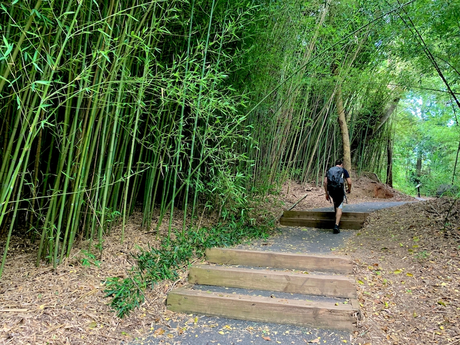 Arthur hiking up stairs on the Arrows hiking trail. 