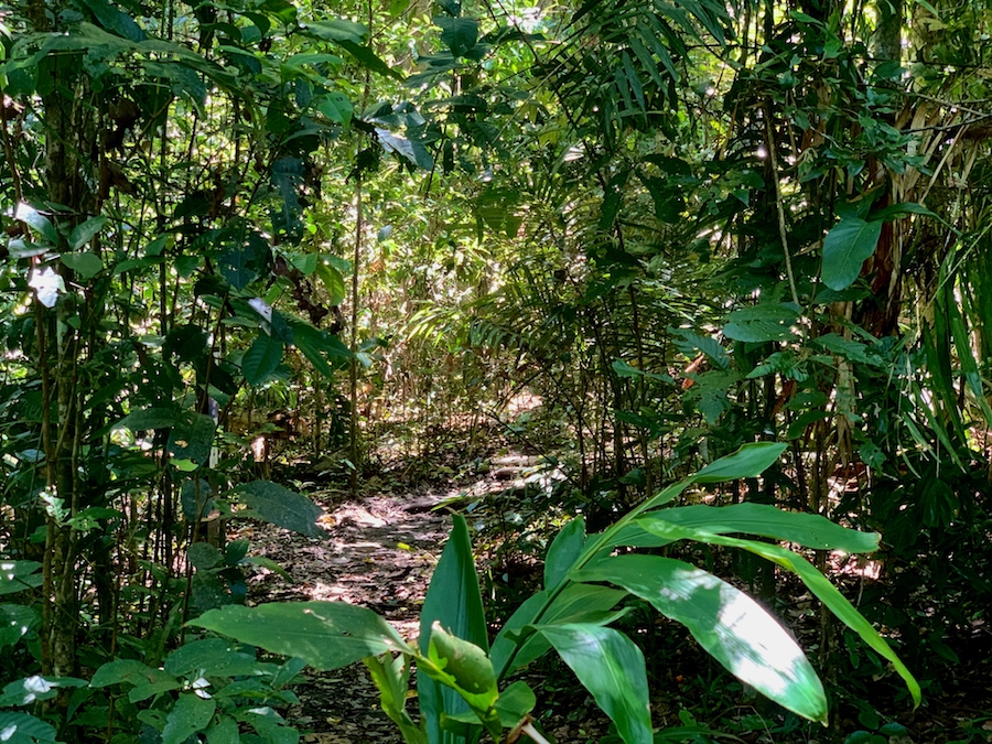 The Green Arrows trail with backcountry terrain and more forest. 