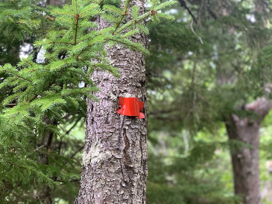 A red trail marker on a tree along the Crowbar Lake Trails. 