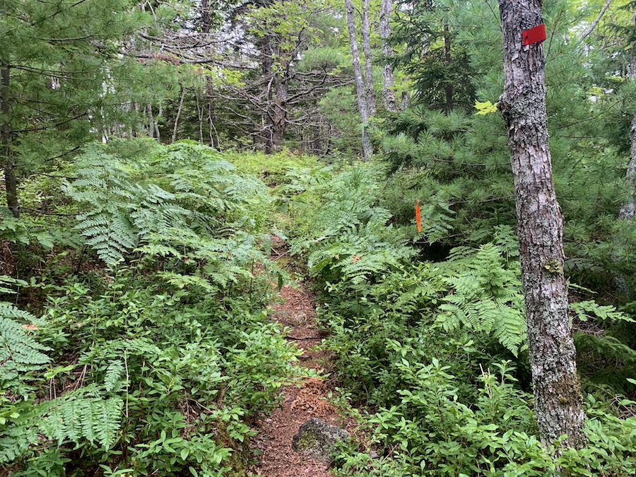 Crowbar Lake trail with a tree and red trailmarker.