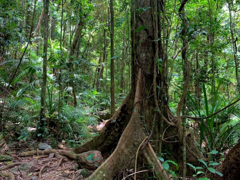 Hiking To Crystal Cascades & Fairy Falls In QLD Australia - Hikers Movement