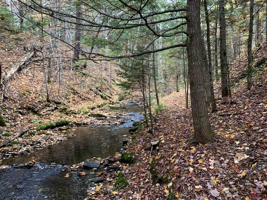 The trail that goes along side the brook at MacInnis Brook Falls. 