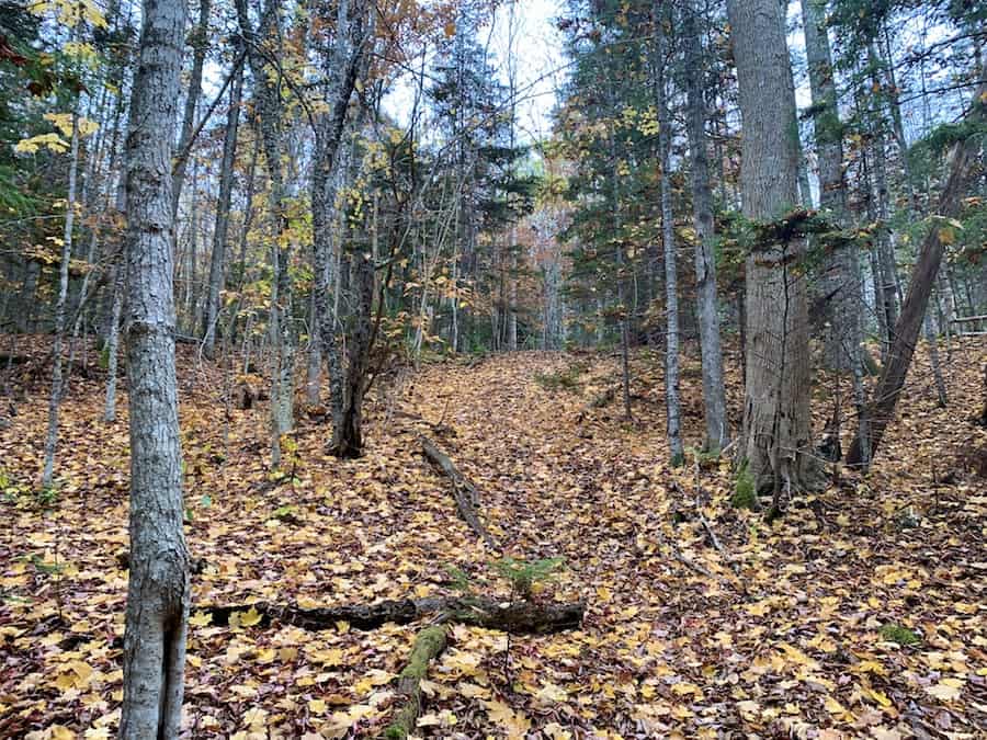 Unmarked trail that leads to MacInnis Brook Falls. 