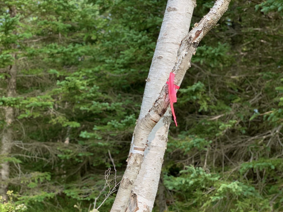 Pink trail marker on a tree at Five Islands.