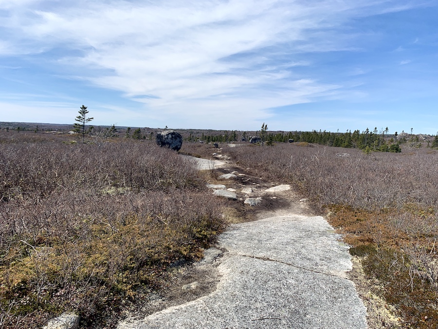 Wide ATV trails that you can hike along on the Sorrow's End trail.