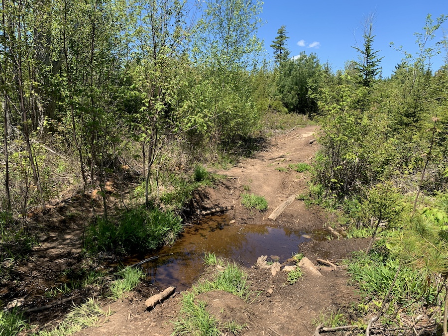 Large puddles along the dirt trail to Johnson River Falls. 