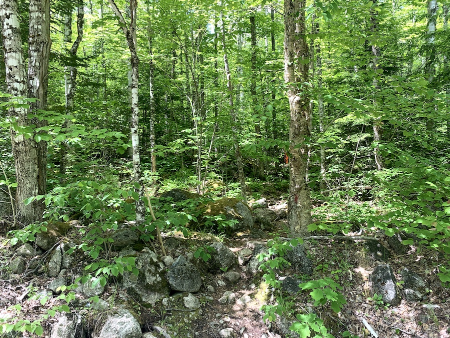 The backcountry trail with rocks and twigs surrounded by forest on the Moses Mountain trail. 