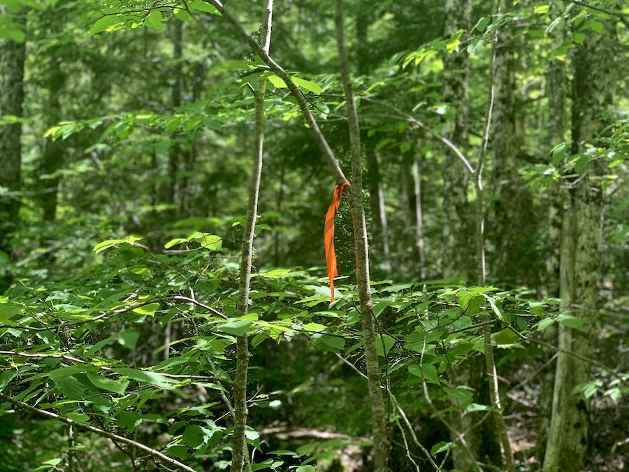 A orange ribbon trail marker on Moses Mountain trail. 
