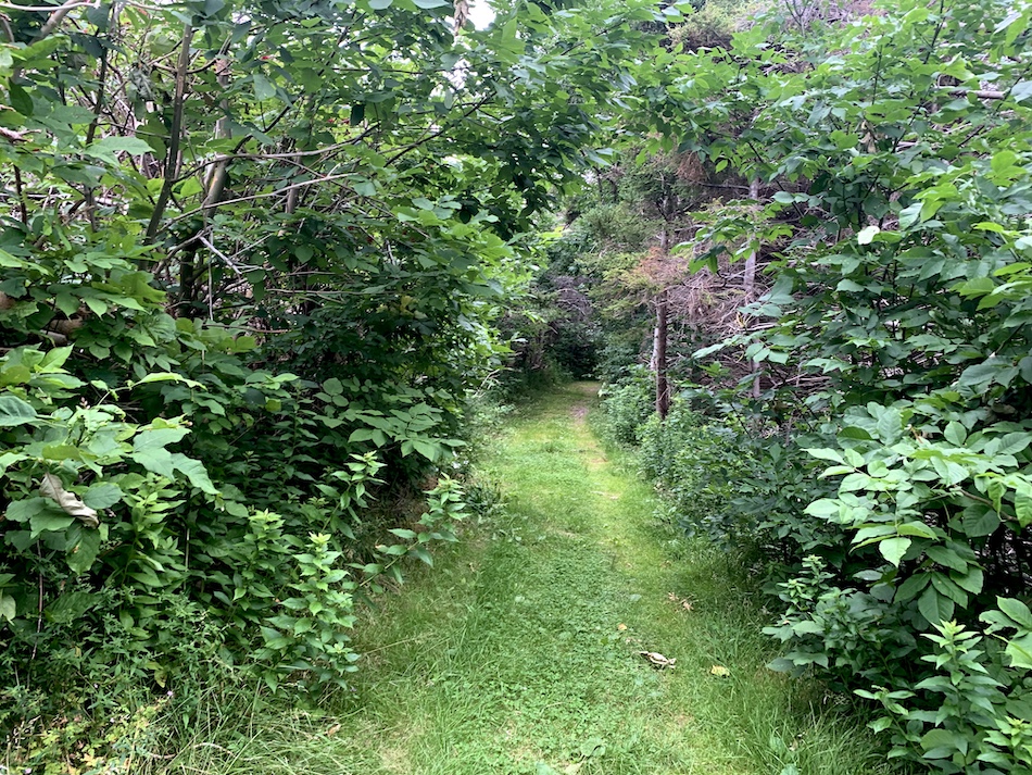 Grass trail along the Le Chemin Du Buttereau trail.