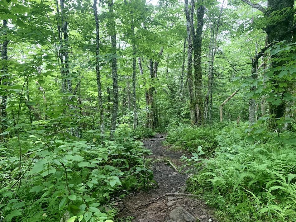 The trail surrounded by trees and ferns to Egypt Falls. 