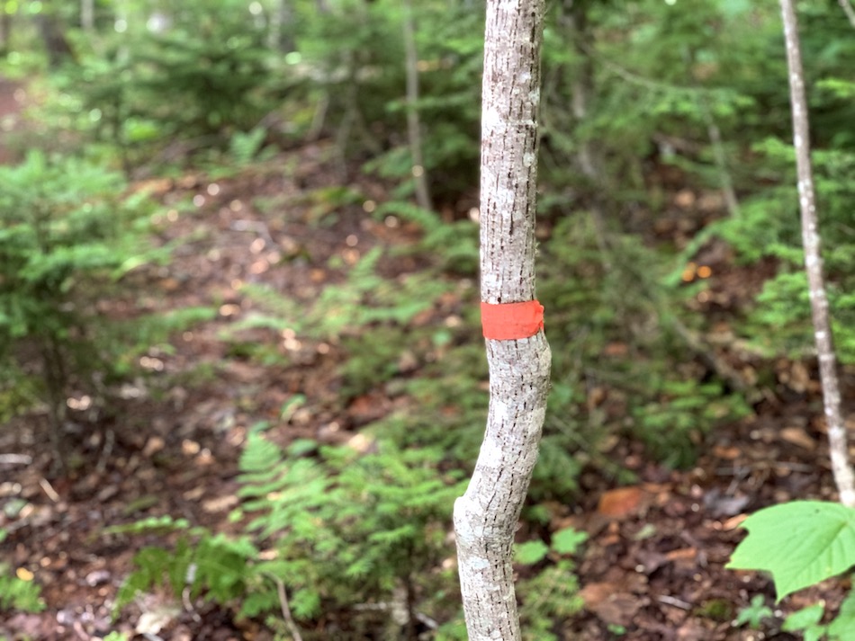 Red trail marker on tree to let hikers know where the trail is to Egypt Falls.