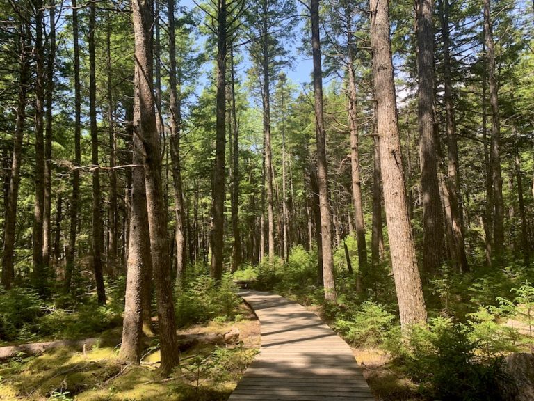 Hiking Hemlocks And Hardwoods Trail In Kejimkujik National Park