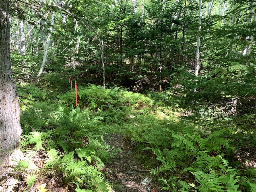 The groomed hiking trail surrounded by forest and a orange ribbon indicating which way to go on the trail to reach North River Falls.