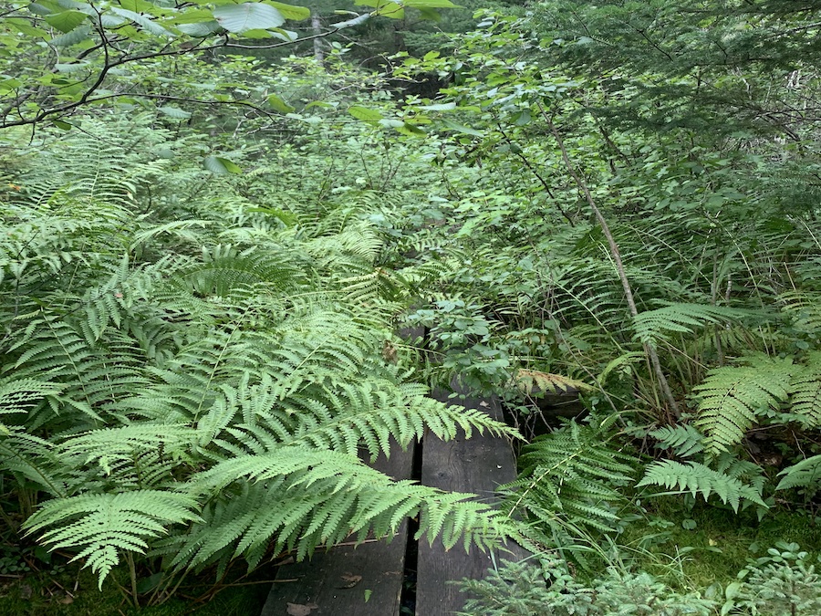 Ferns blocking and covering a wooden bridge on the Channel Lake Loop trail.