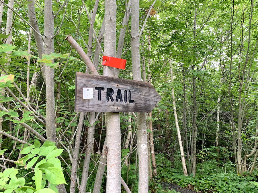 A Trail sign in the shape of an arrow and a red trail marker on a tree on the Van Tassel Lake trail. 
