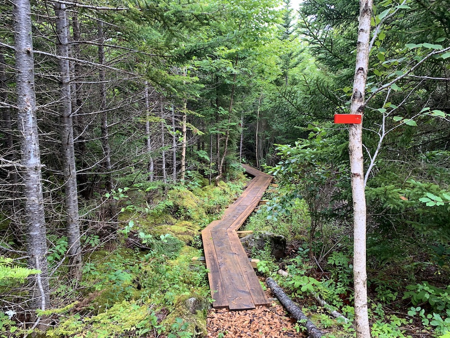 A wooden boardwalk in the deep forest along the Van Tassel Lakes trails. 
