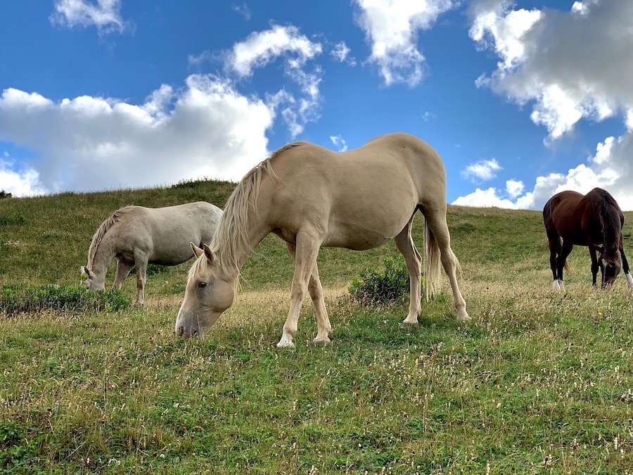 Two white and one brown horse at Pollett's Cove.