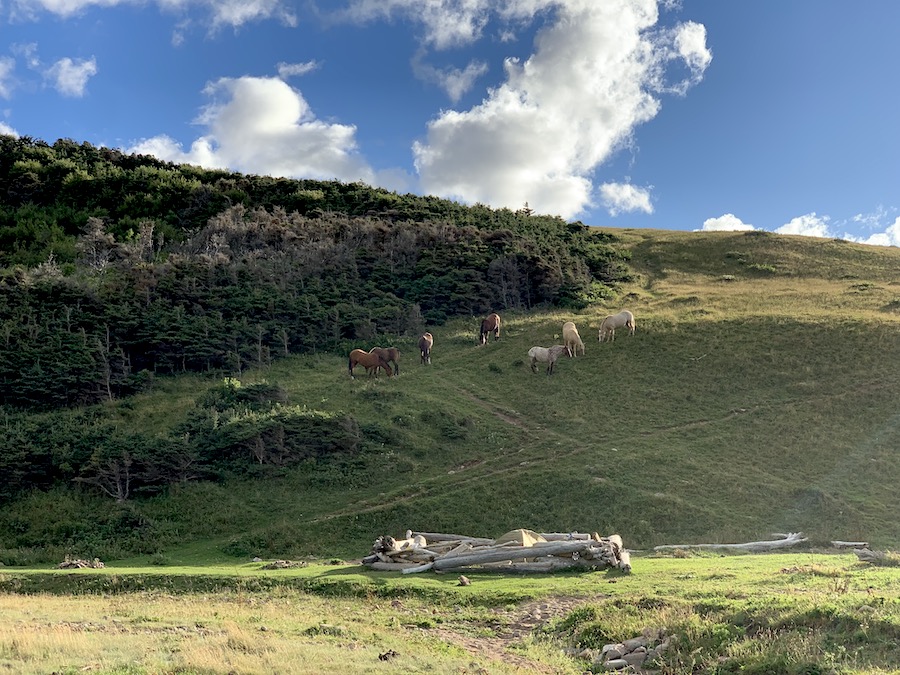 Six horses on a hill at Polletts Cove