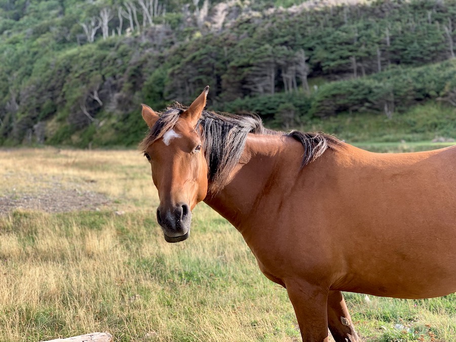 An up close photo of the brown horse at Pollett's Cove.