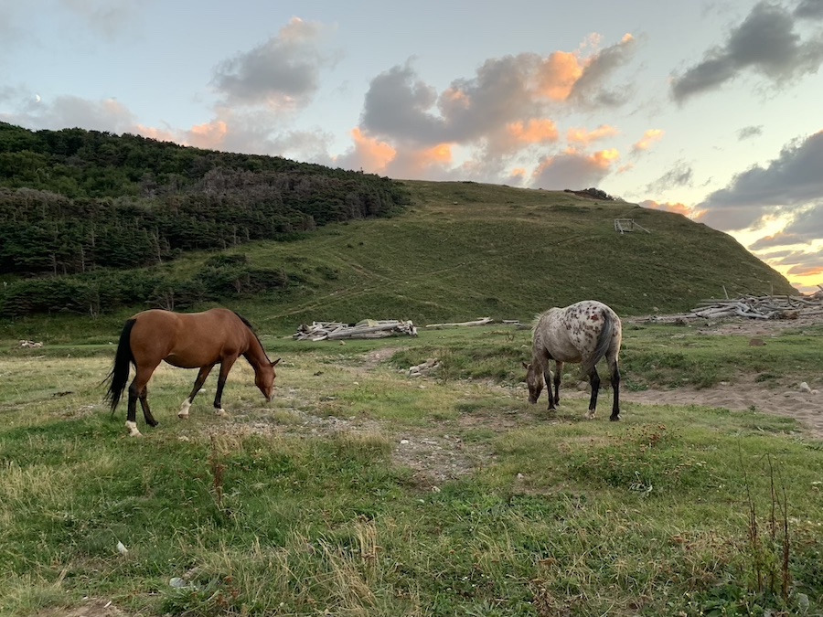 Two horses in the field at Pollett's Cove.