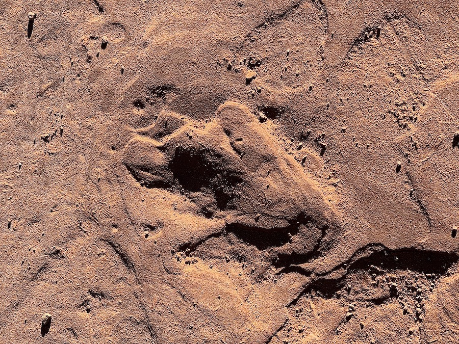 An dinosaur fossil atAntelope Canyon. 
