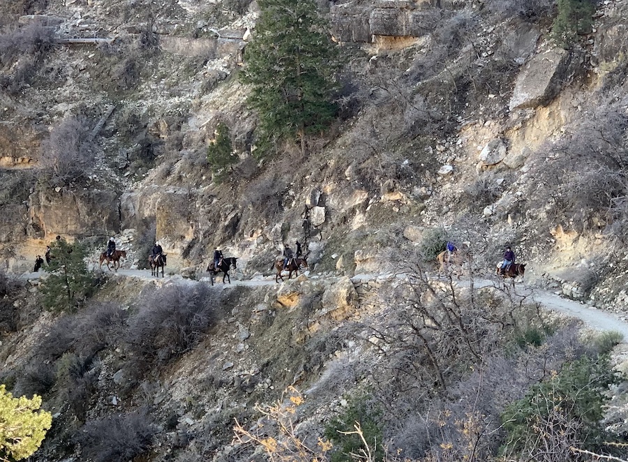 Five people riding horses along the Bright Angel Trail in the Grand Canyon. 