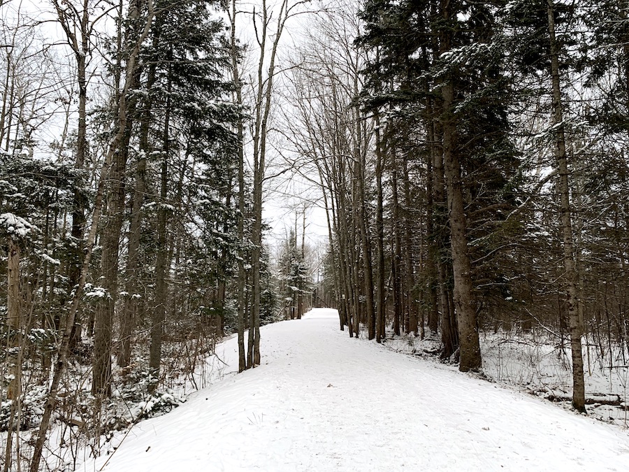 Snowy trail surrounded by forest in Mapleton park.