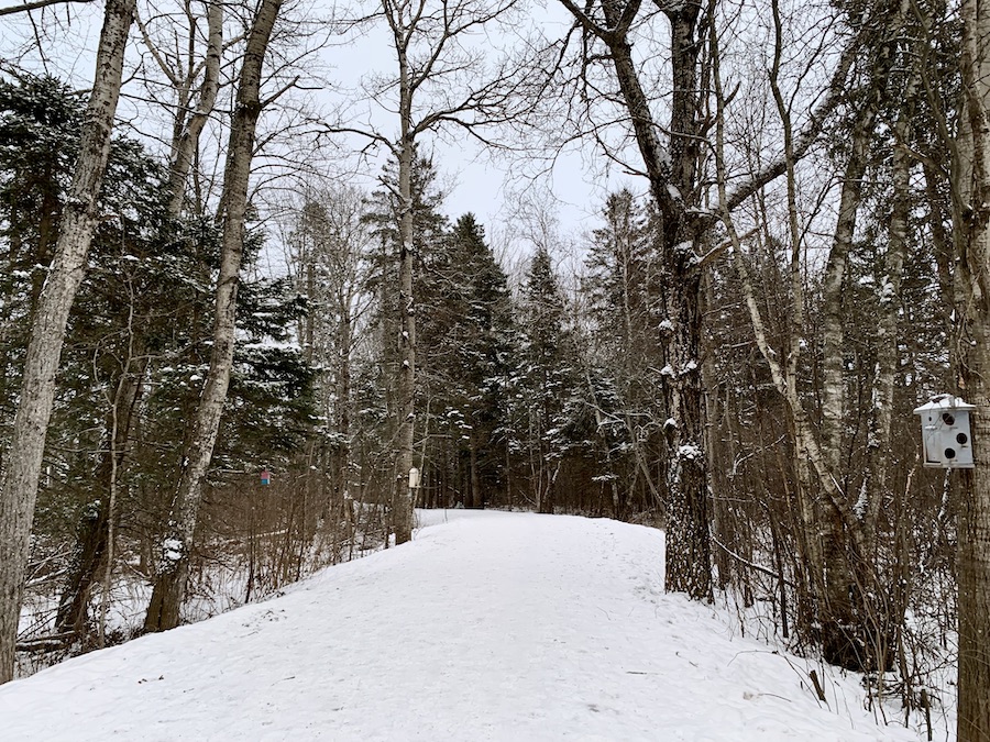 Snowy trail surrounded by forest in Mapleton park.