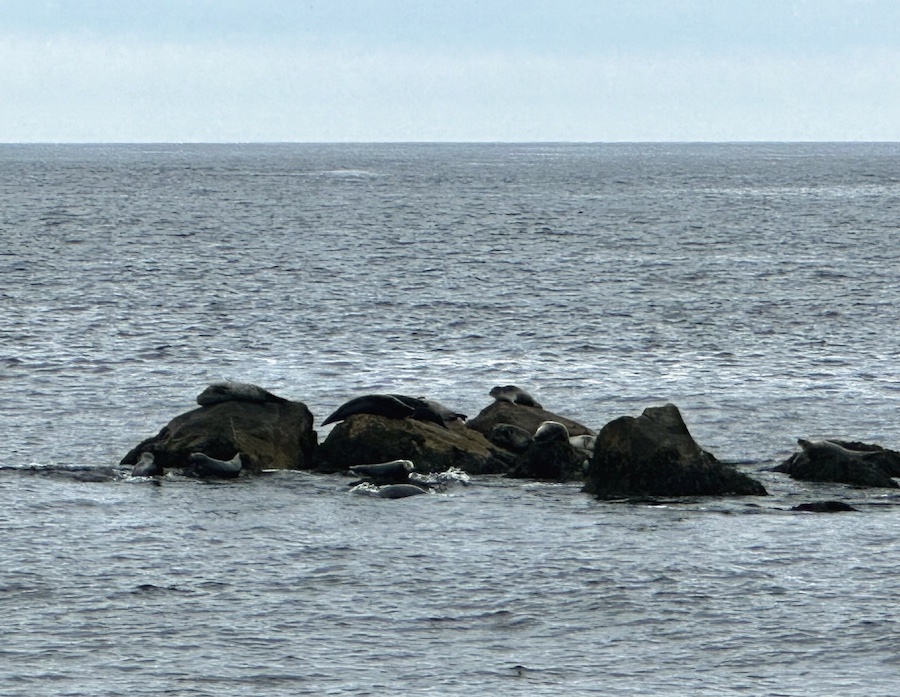 A family of seals spotted while hiking the Harbour Rocks Trail.