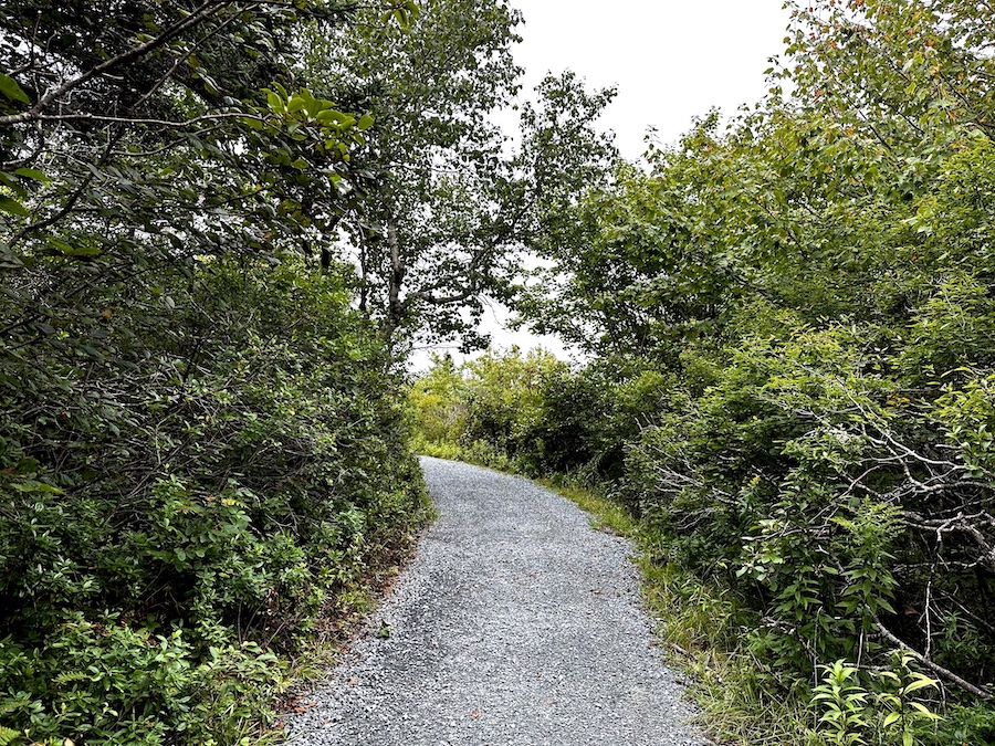 Groomed, small gravel path at Harbour Rocks Trail.