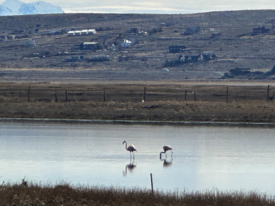 Two flamingos standing in water at Laguna Nimez Reserve.