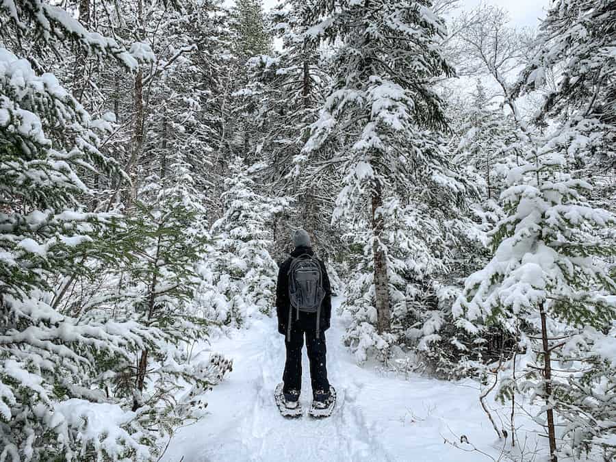 Arthur snowshoeing through a wintery forest. Displaying snowshoeing for beginner basics. 