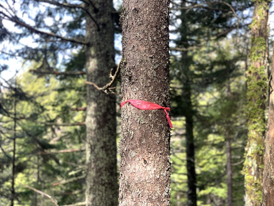 A red trail marker on a tree on the Horse Pasture Brook Falls trail. 