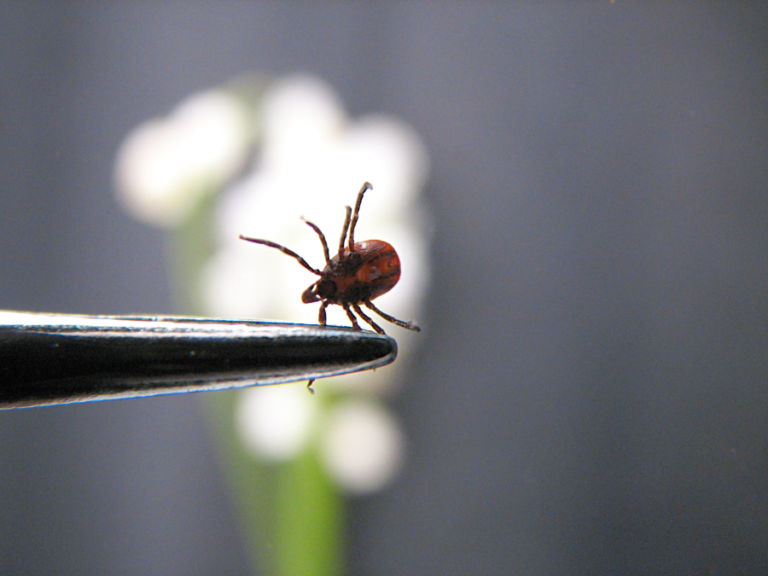 How To Avoid Ticks When Hiking: 7 Useful Tips