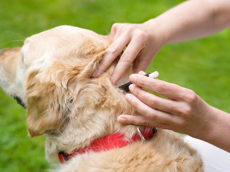 A dog having ticks removed using a tick removal tool. 