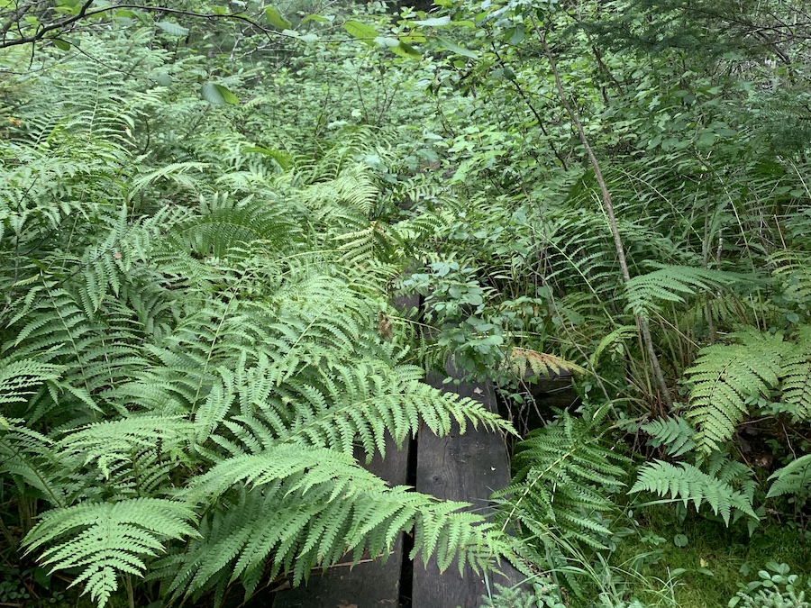 Overgrown trail in Kejimkujik National Park, high areas for ticks. 