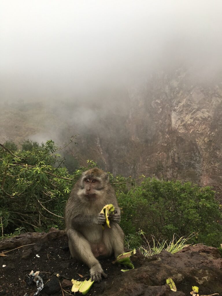 Monkey eating a banana at the ridge of Mount Batur