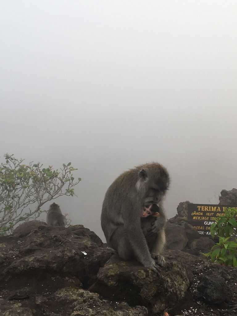 A mom and a baby monkey cuddling at the ridge of Mount Batur